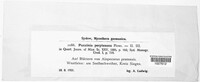 Puccinia recondita image